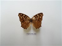 藏品(鱗紋眼蛺蝶)的圖片